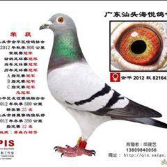 艺翔赛鸽用品