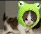 伊人猫