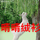 薇祺贝斯