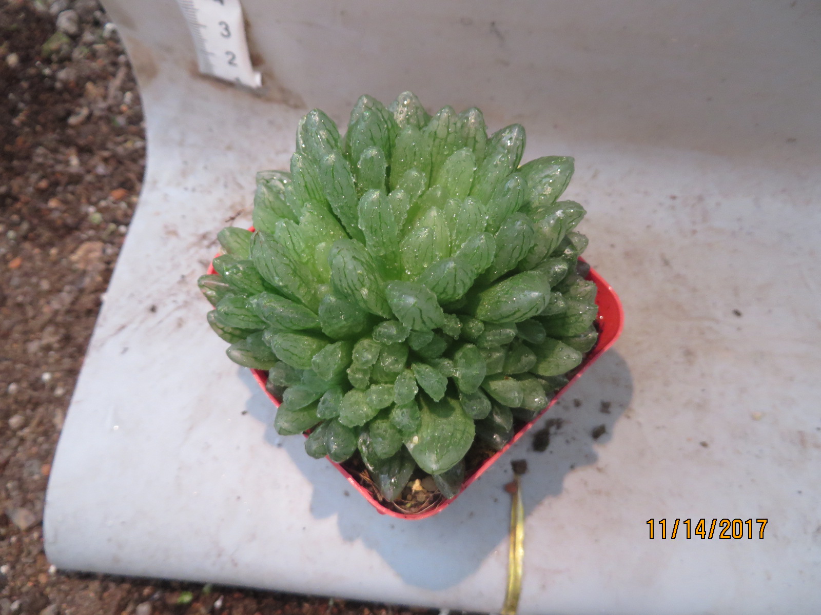 店群怎么发货的 店群从哪发货