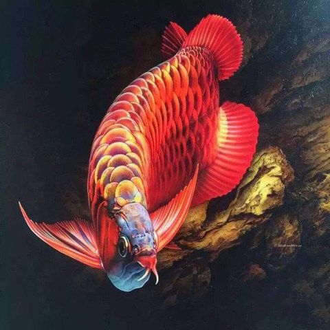 皇冠水族