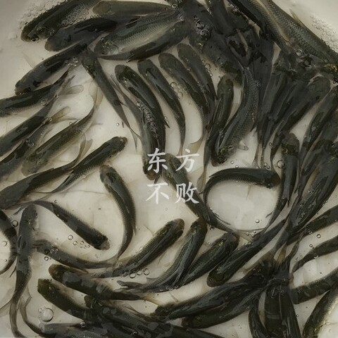 广州东方不败鱼苗场