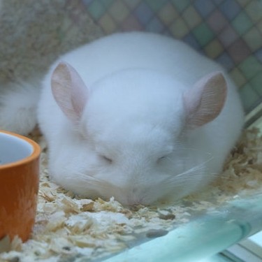 长沙龙猫店安可宠物用品的LOGO