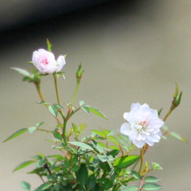 小辣椒植物园的LOGO