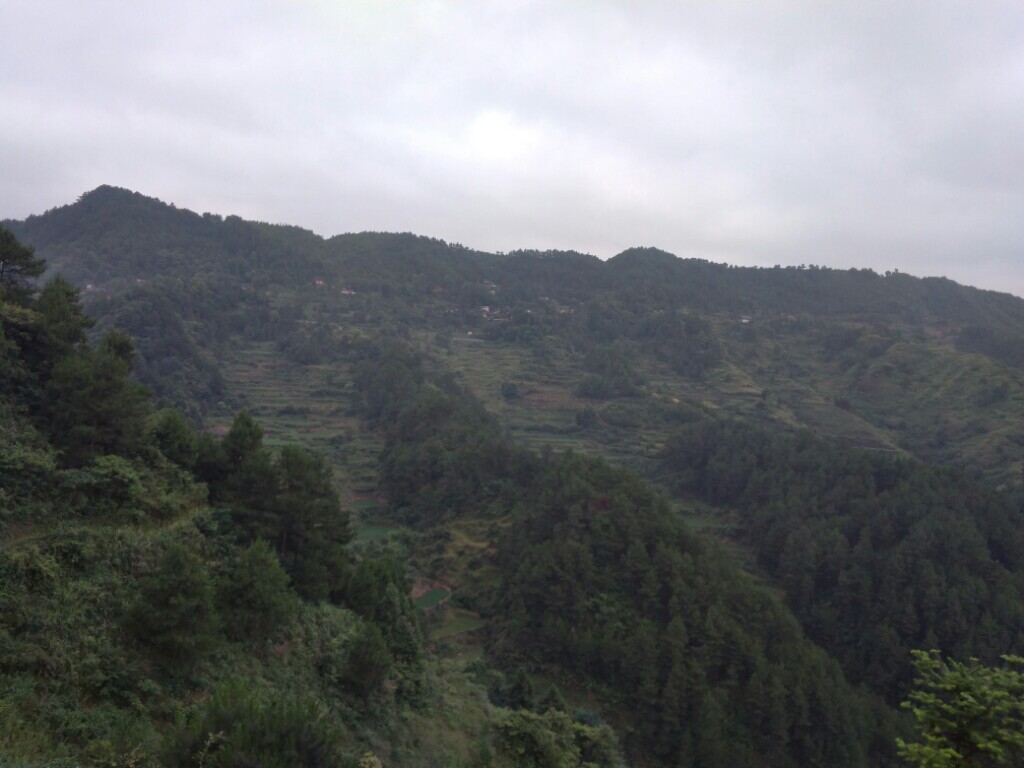 跃森林2