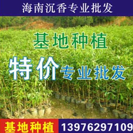 正宗海南名贵树木专业苗圃批发的LOGO