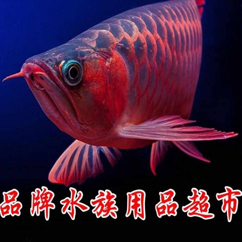 龍虹水族的LOGO