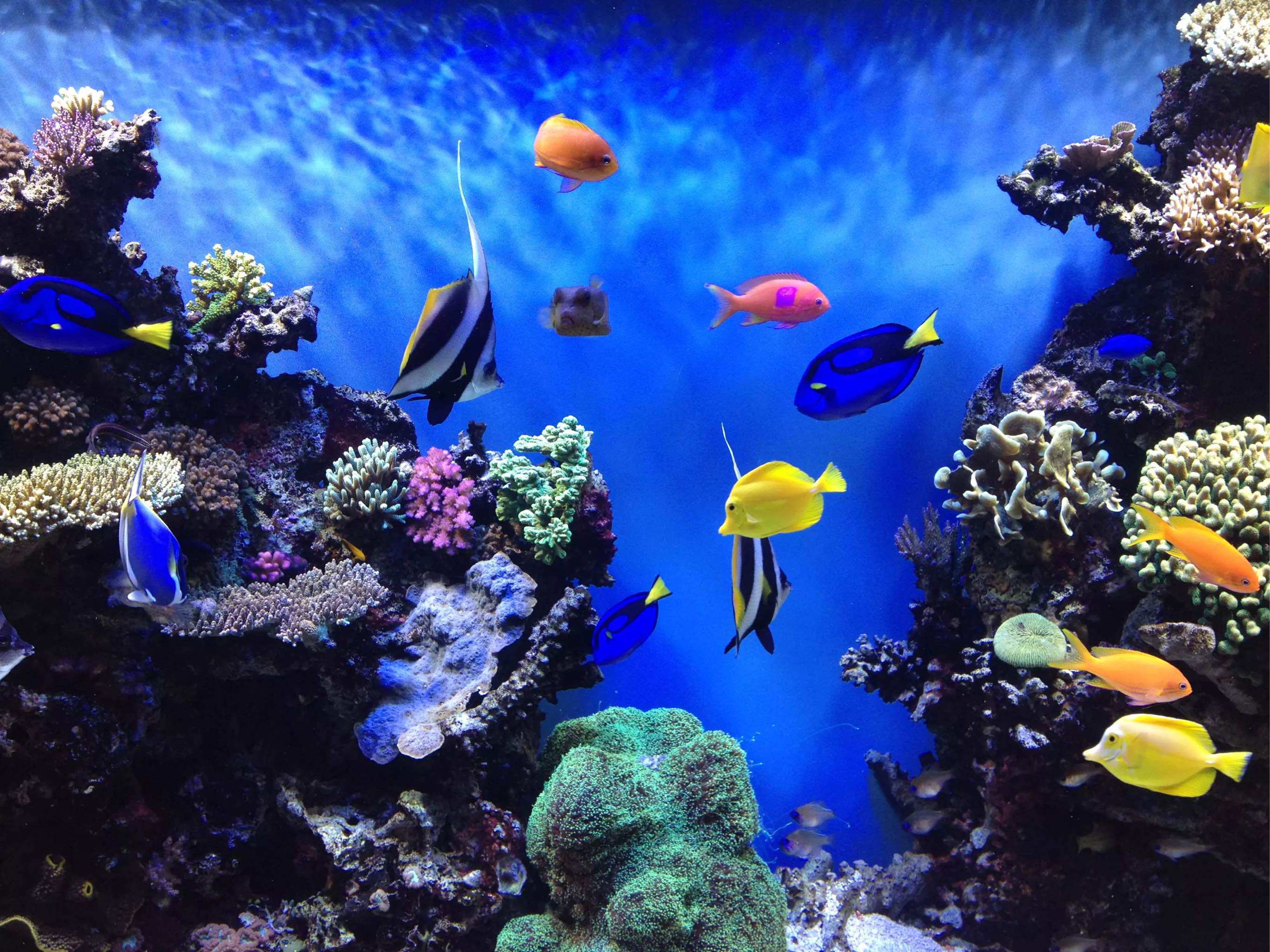 涛哥水族馆