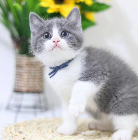猫咪宠粮店