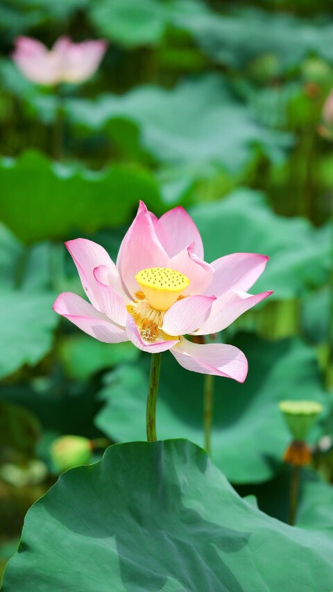 客喜来购物商城