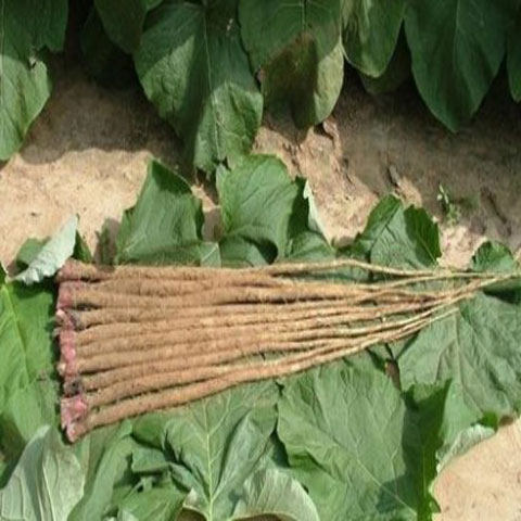 徐州牛蒡茶C店