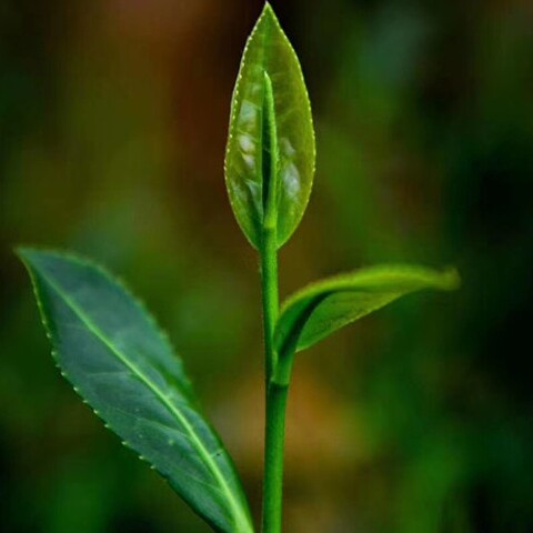 正韵香茉莉花茶批发中心