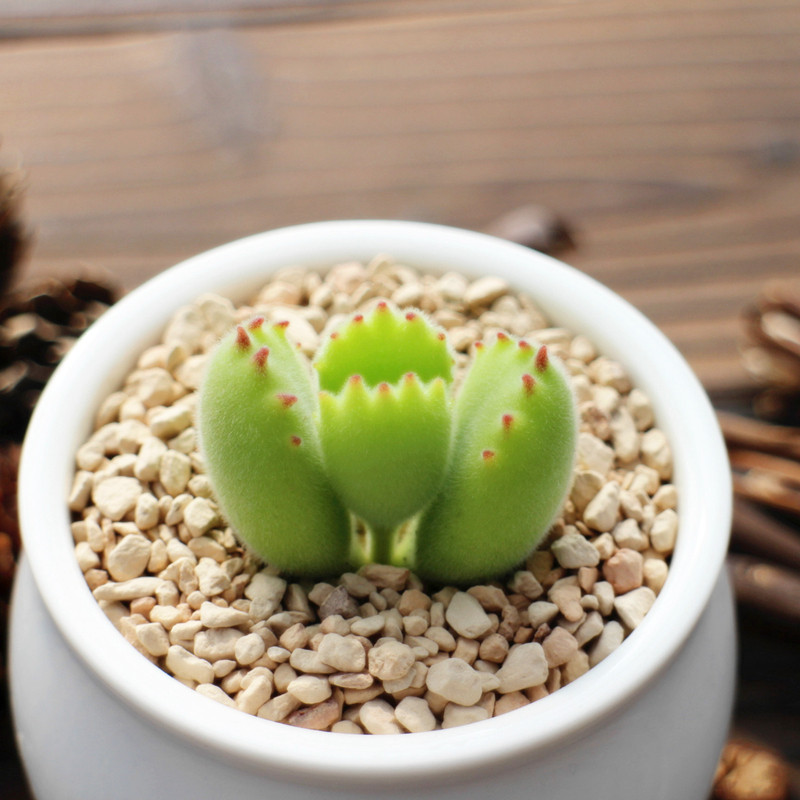 你只知绿熊童子,大神已经开始养白熊了