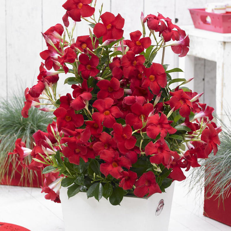 飘香藤盆栽花苗 藤本小清新 双腺藤小苗庭院花园爬藤花卉攀援植物