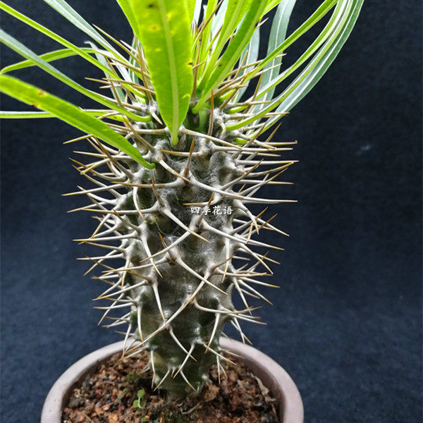 非洲霸王树花园一霸一般人不敢碰它