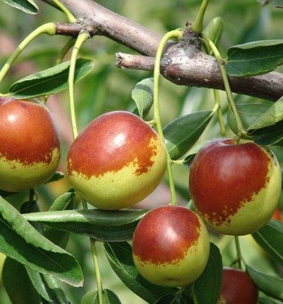 月是故乡明果实家乡甜