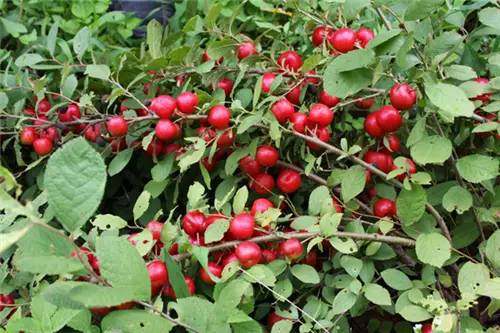 四十多种水果再认识