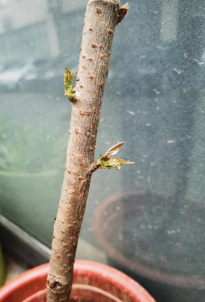 观赏樱花矮化盆景办公桌面室内外观花花卉绿植盆栽樱花树微型盆景