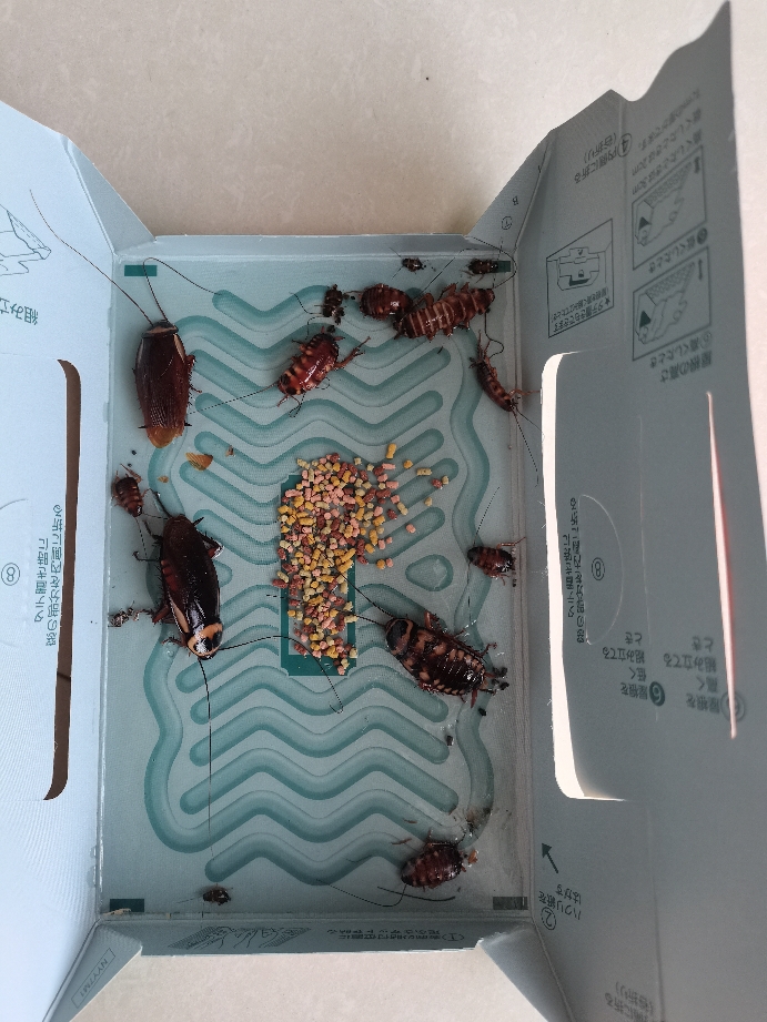 日本安速蟑螂屋捕捉贴魔盒蟑螂药家用无毒全窝一窝端绝杀神器消杀