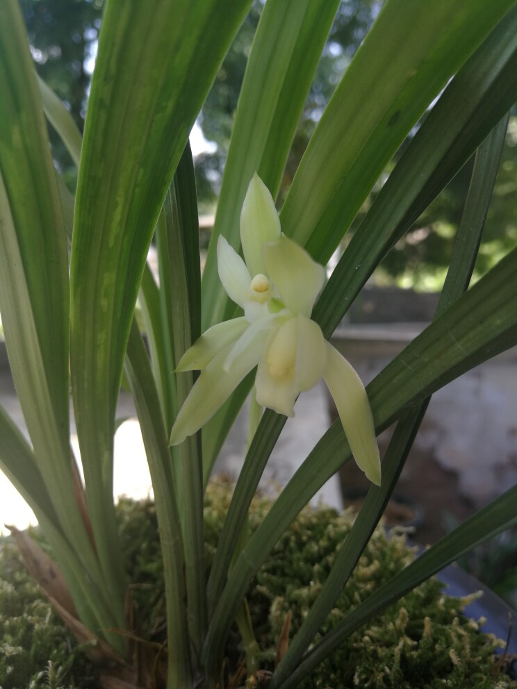 矮种兰花苗【朵云】盆栽浓香室内花卉观花植物卧室客厅花茶几兰草