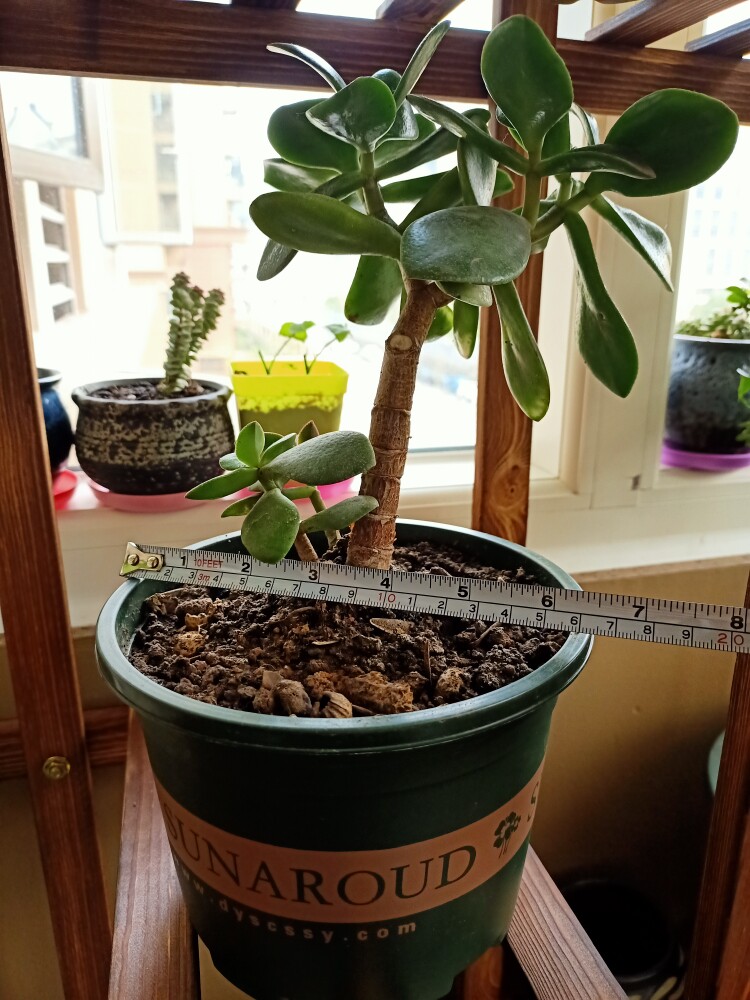 塑料加厚矮胖加仑花盆绿萝月季多肉大口径清仓特价包邮控根加仑盆