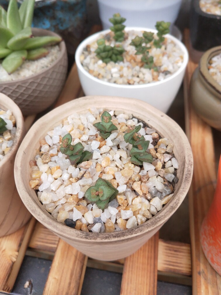 天然粗河沙拌土铺面多肉种植营养介质颗粒土粗沙子鱼缸水族造景