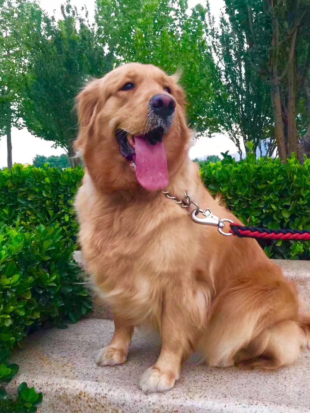 耐威克金毛成犬专用主粮10kg20斤18个月以上中大型犬天然大袋狗粮