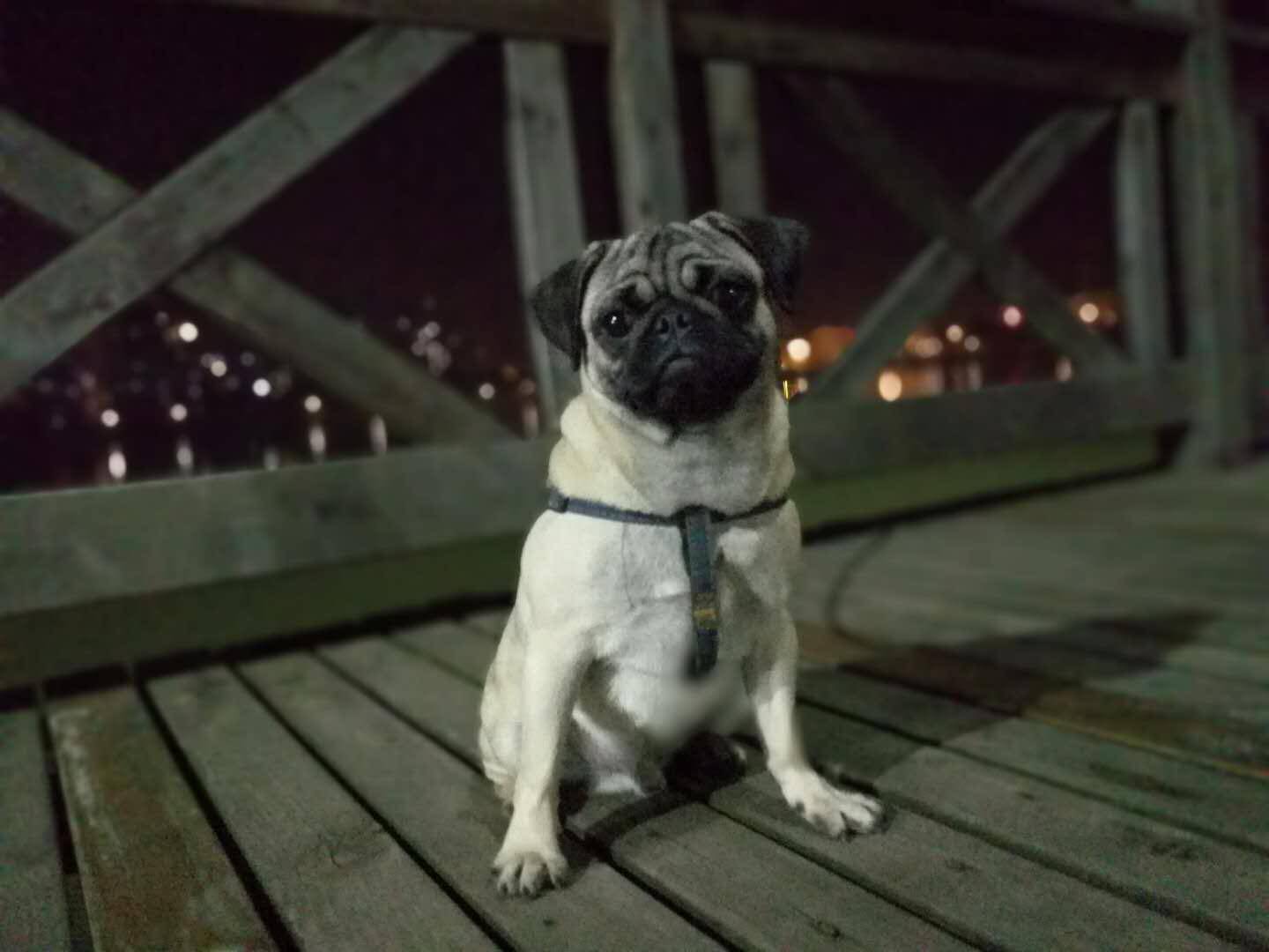 汪爸爸全营养鸡肉配方天然狗粮 泰迪比熊雪纳瑞博美柯基小型幼犬