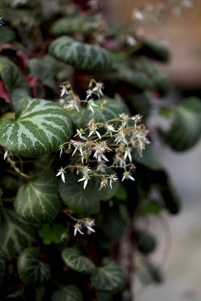 忸怩的意思(竡是什么意思)