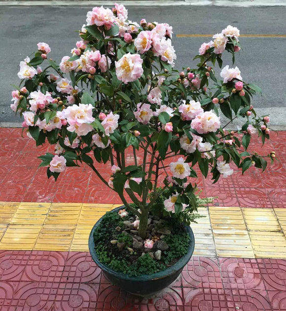 束花山茶,花山,花山节_大山谷图库
