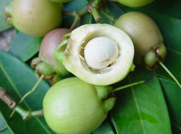 水蒲桃干,去胎毒的.整个怀孕过程都可以喝.保胎,安胎.去湿利尿作