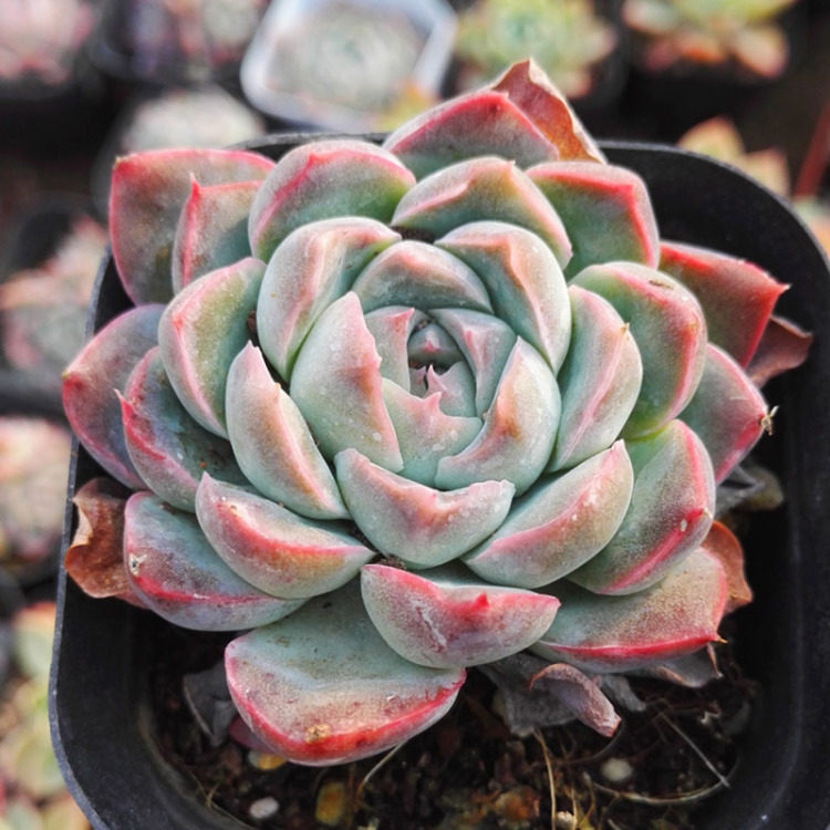 高颜值多肉驾到,打造舒适生活